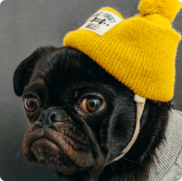 Image of the Tribe beanie pug